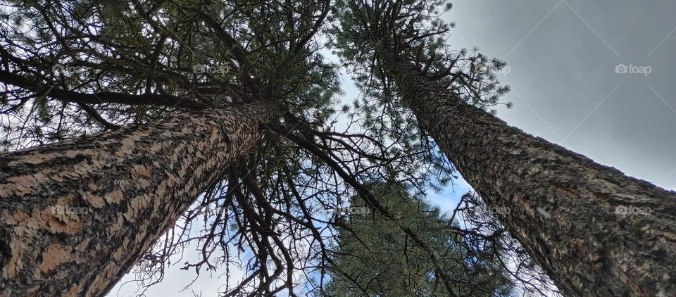 Pine trees from the ground up