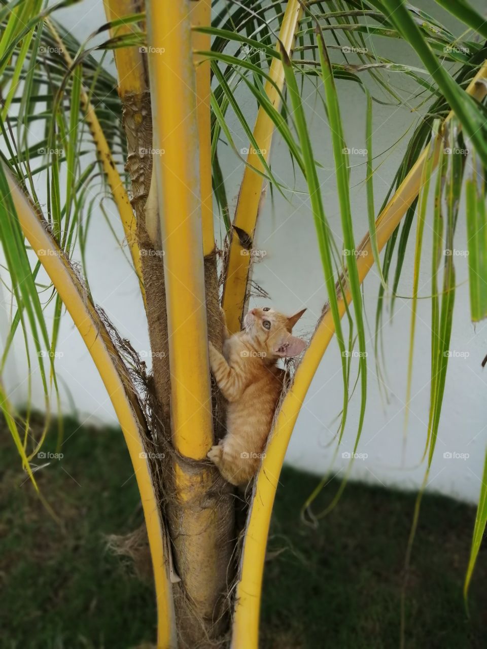 My little kitten is climbing in the coconut tree. She is my nice model in different pose.