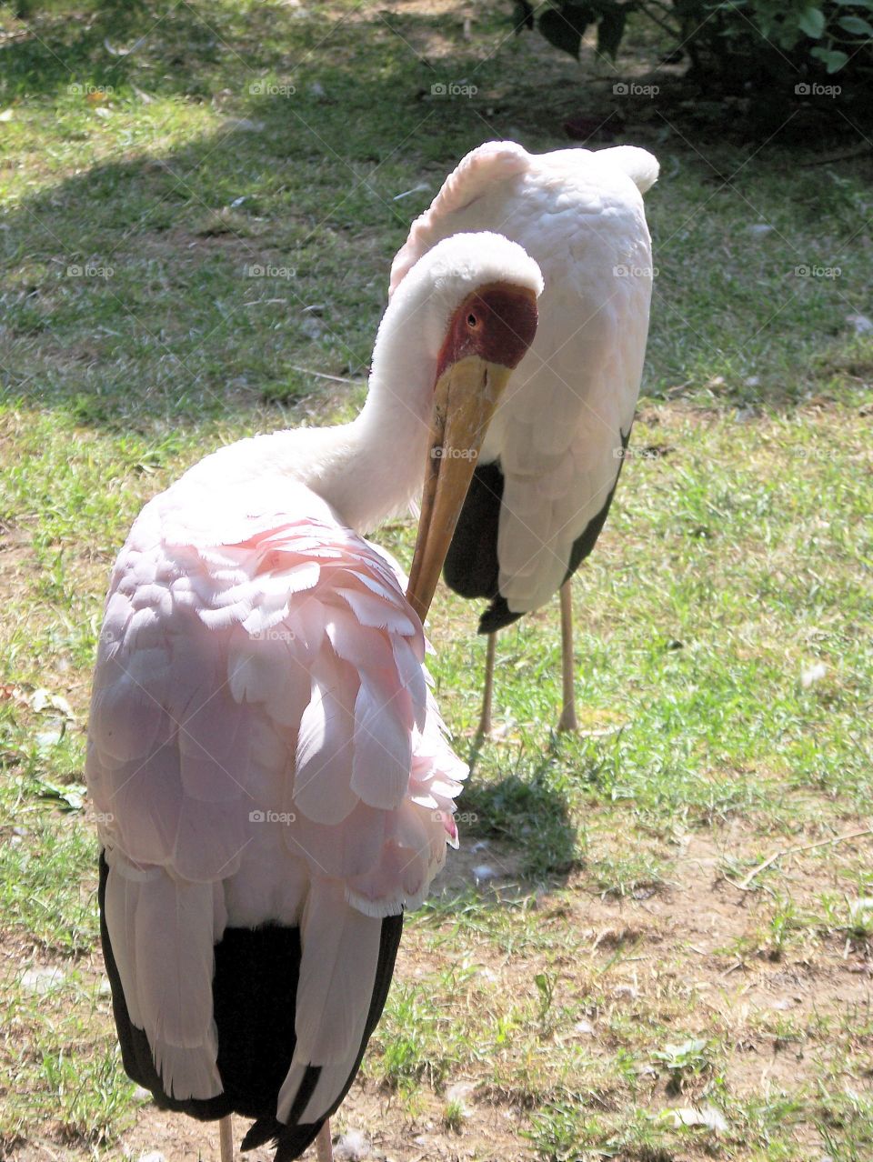bird pelican beauty