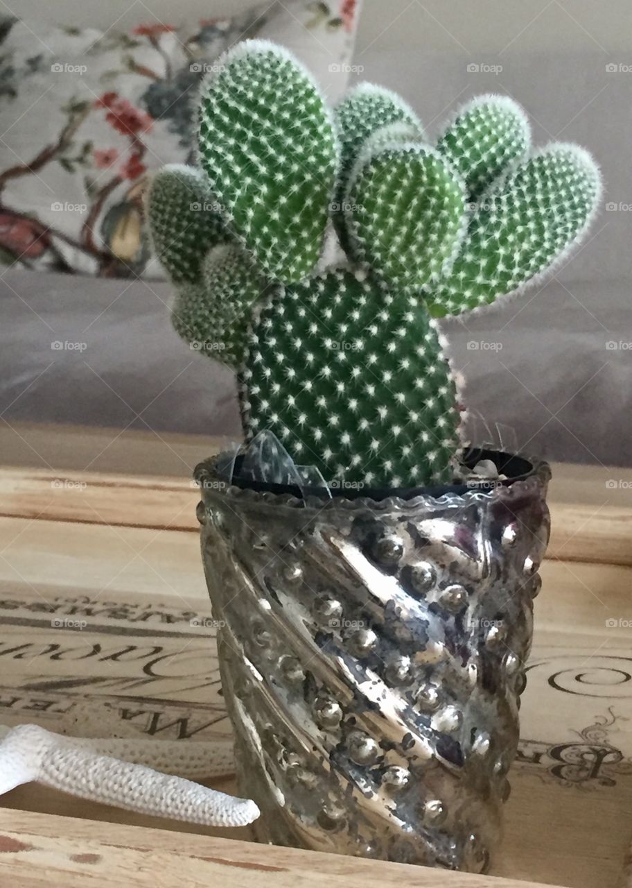 Prickly Pete