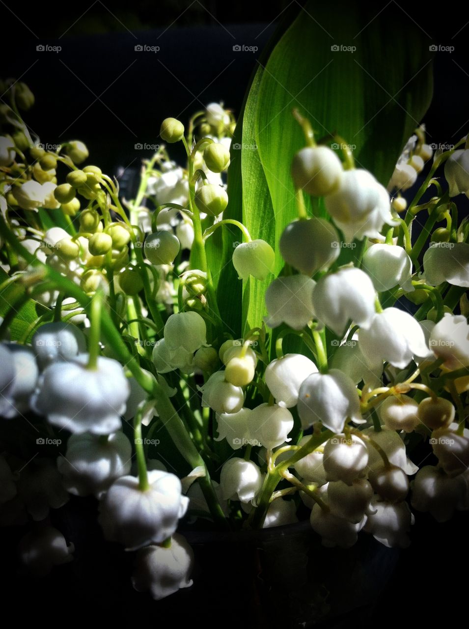 Lily of the valley 