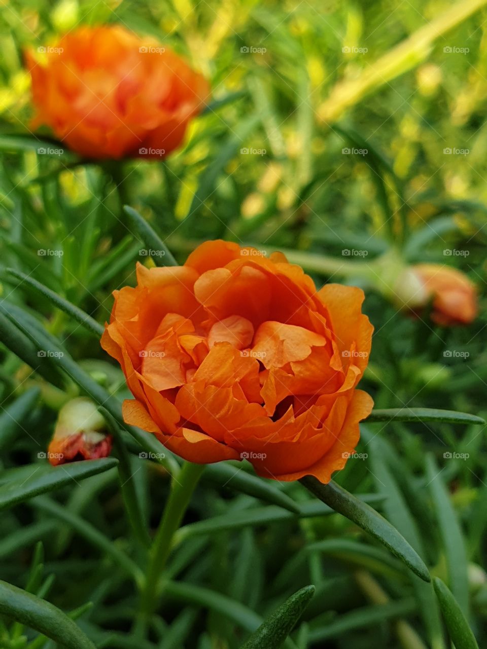 the portulaca grandiflora