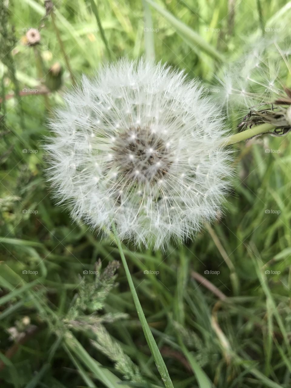 Dandelion from above 