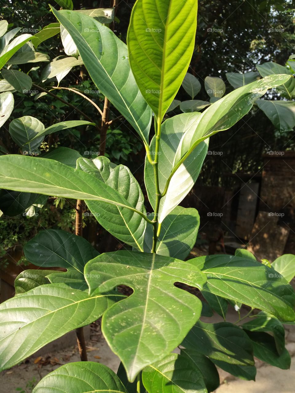 Jackfruit tree