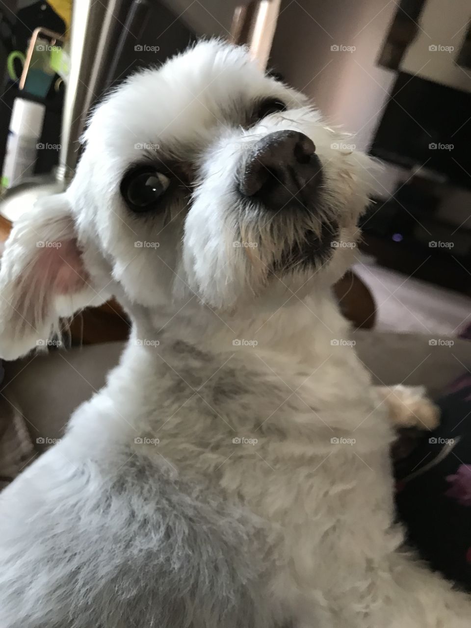 Rex looking handsome with his summer haircut!