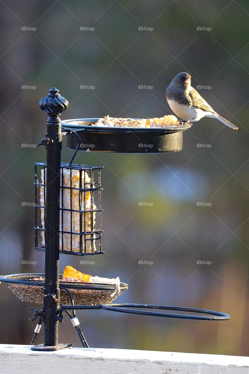 Dark eyed junco in a bird feeder. Bird eating 