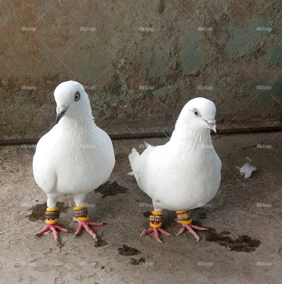 White pigeon pair 