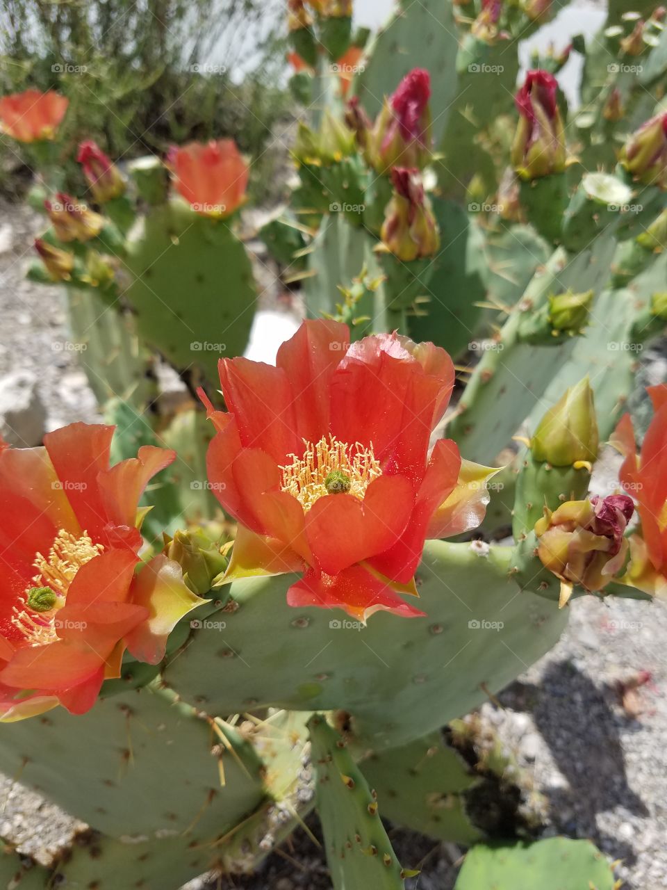 orange cactus flower in bloom