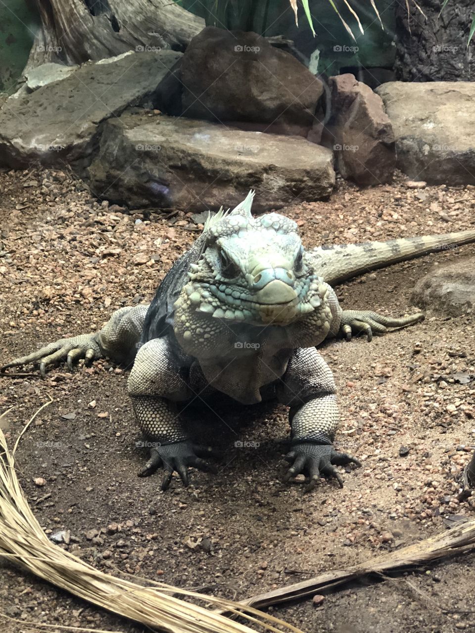 Iguana at the zoo giving us a smile