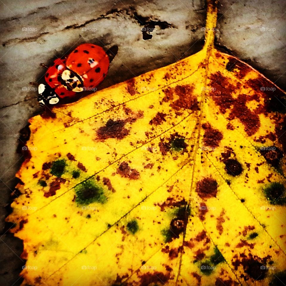 Ladybugs 