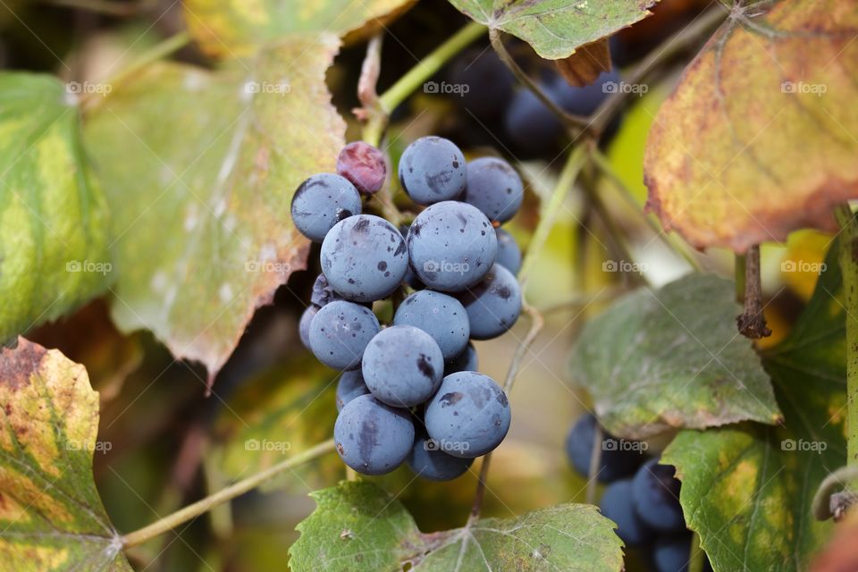 grapes and autumn colors