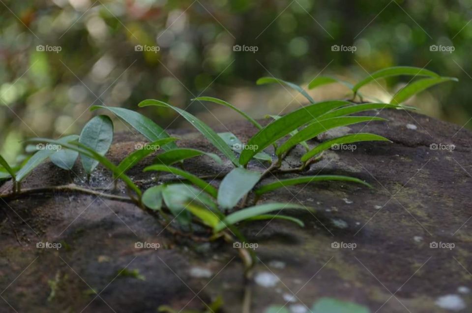 Nature in the forest