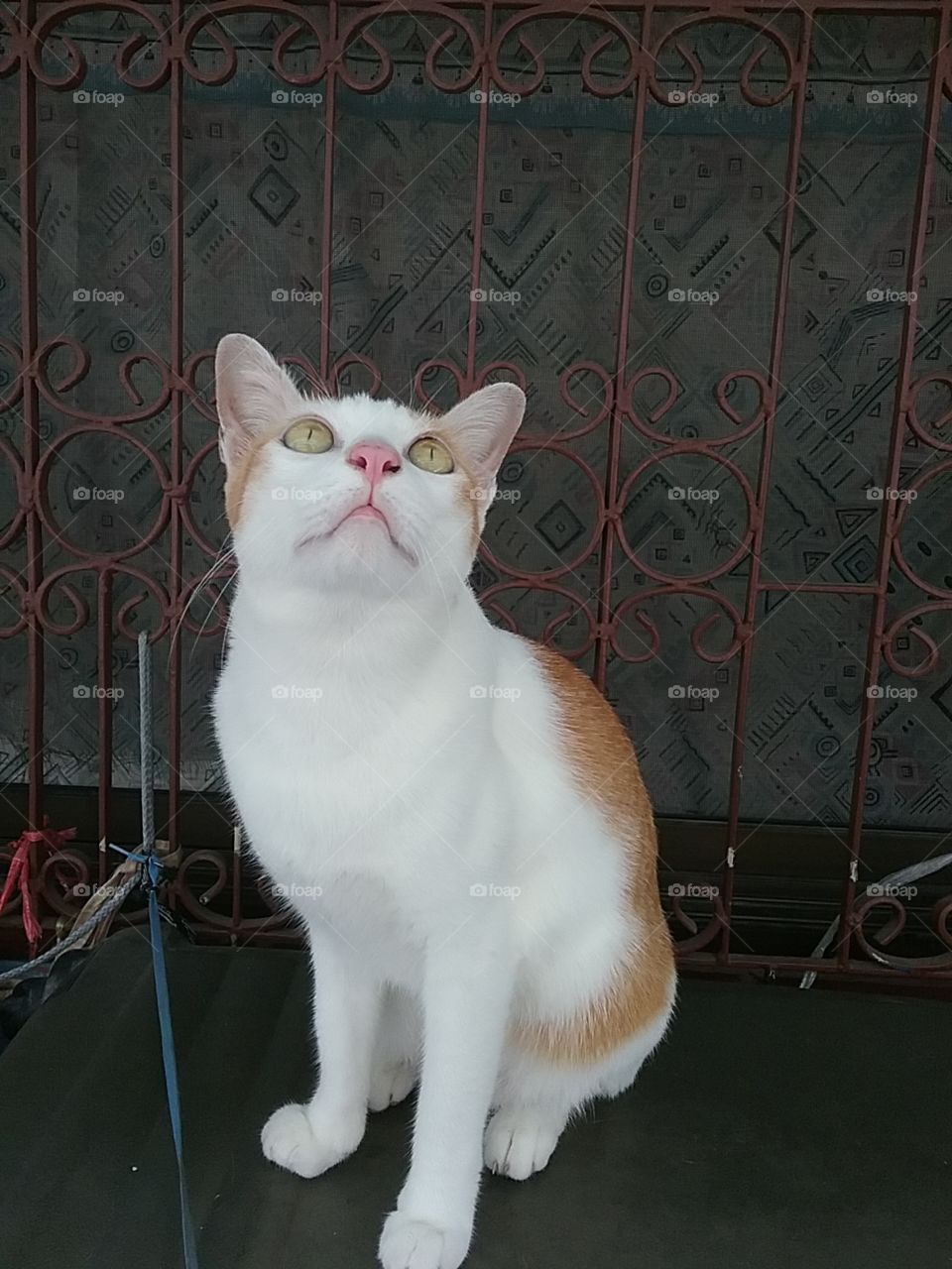 A cute cat is looking up to greet you.