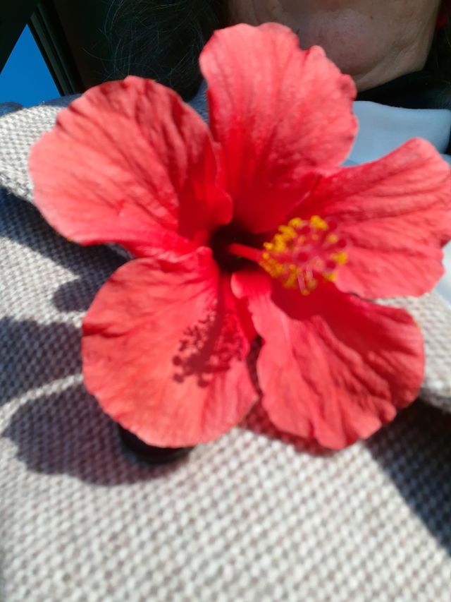 Hibiscus