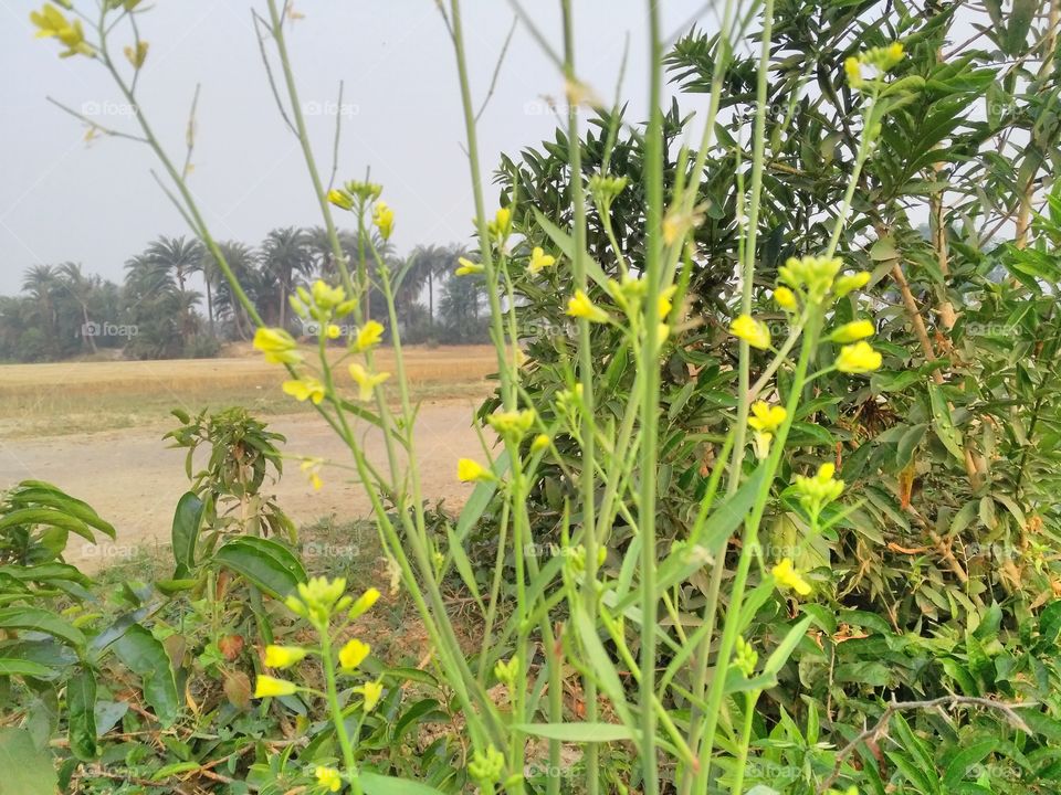 a beautiful mustered plant in the yard.