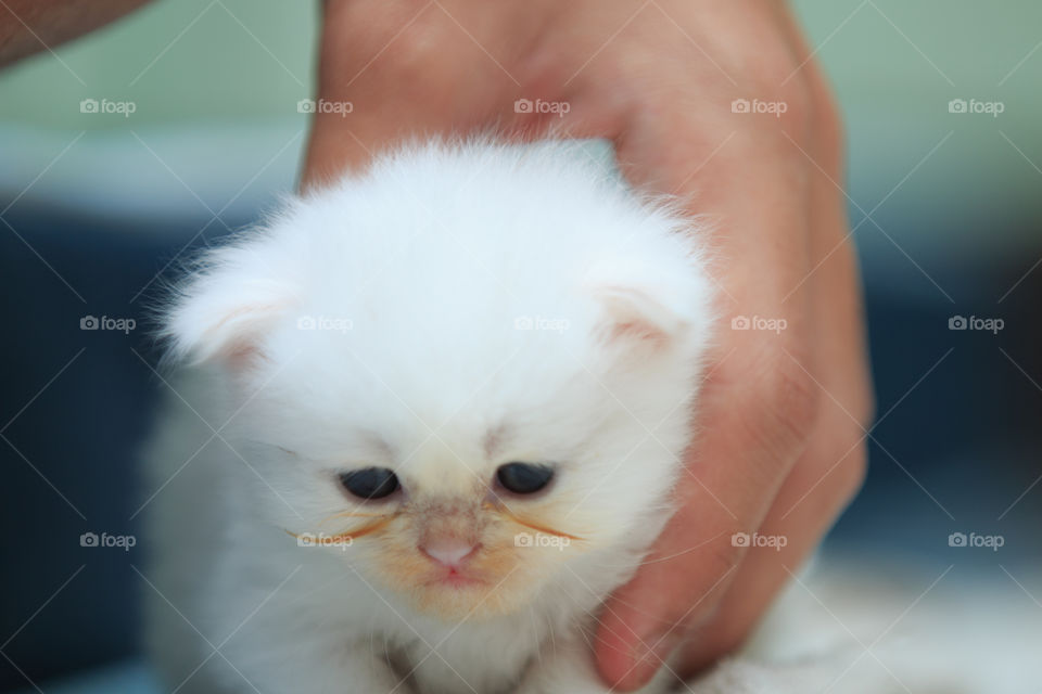 Kitten in hand