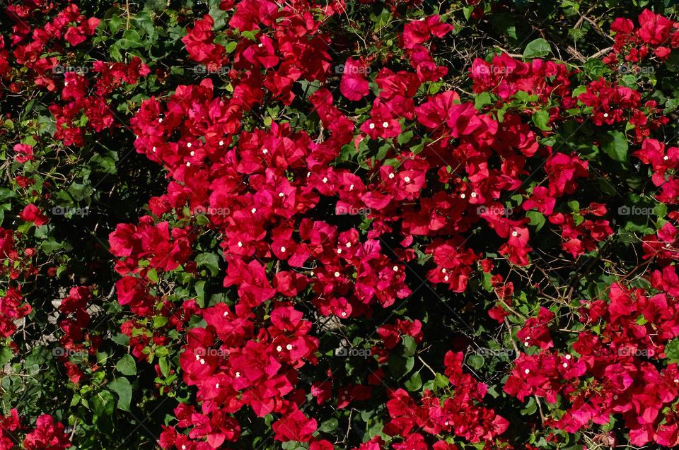 Color photo of red flowers