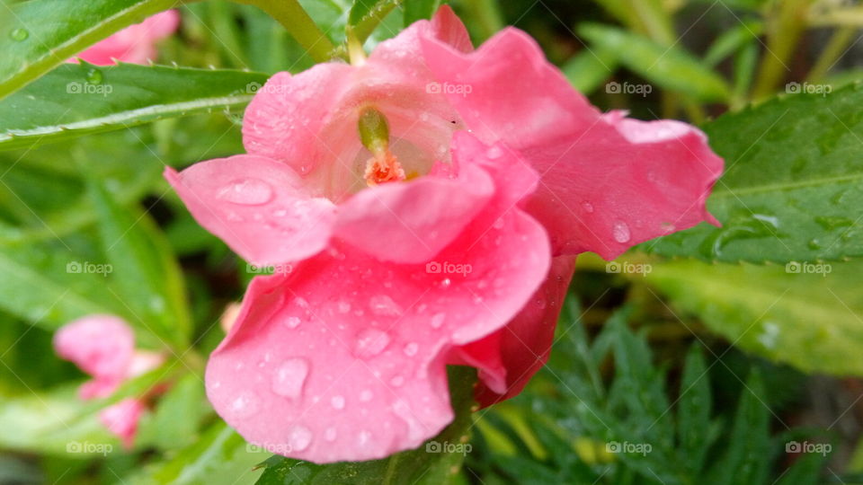 Flower with droplets