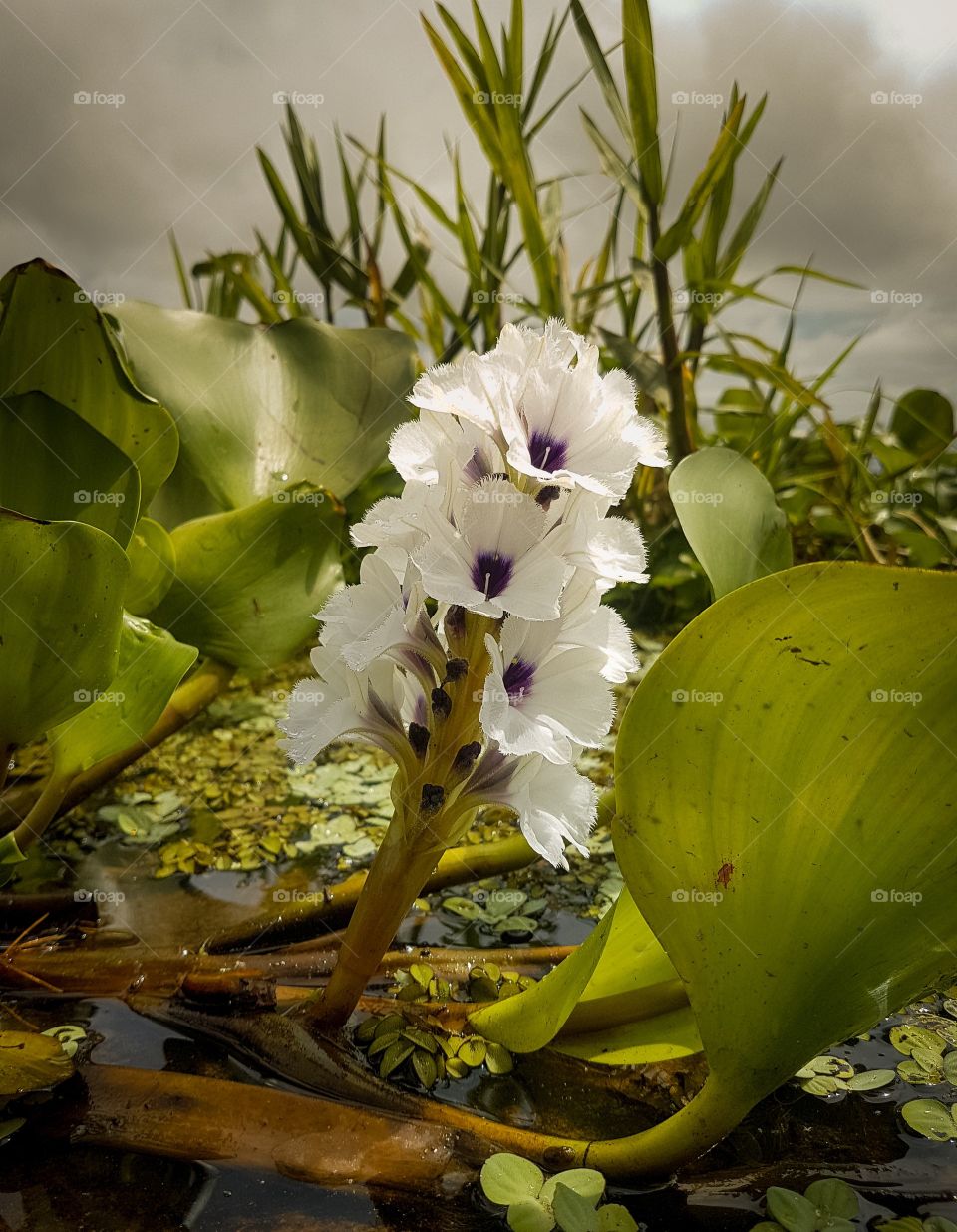 flowers