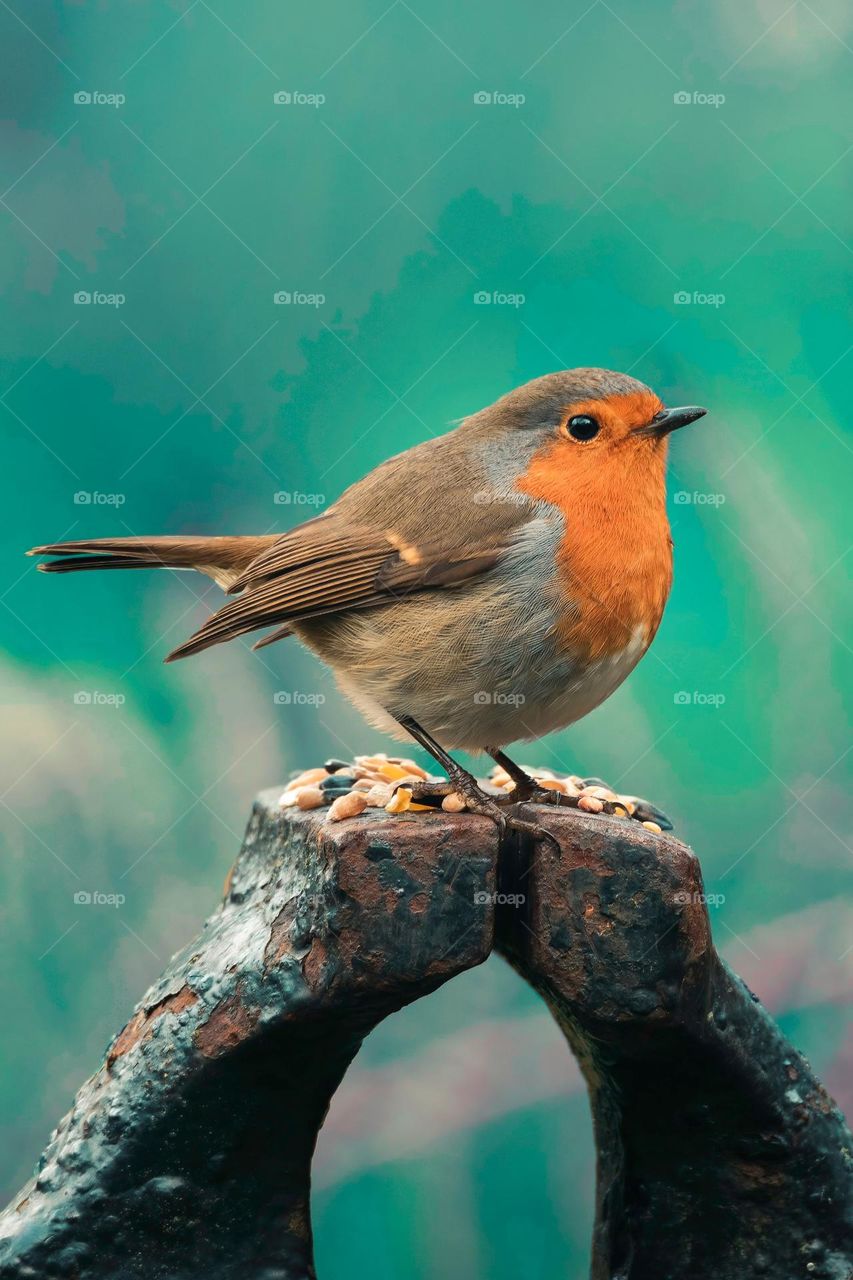 Beautiful and colourful bird