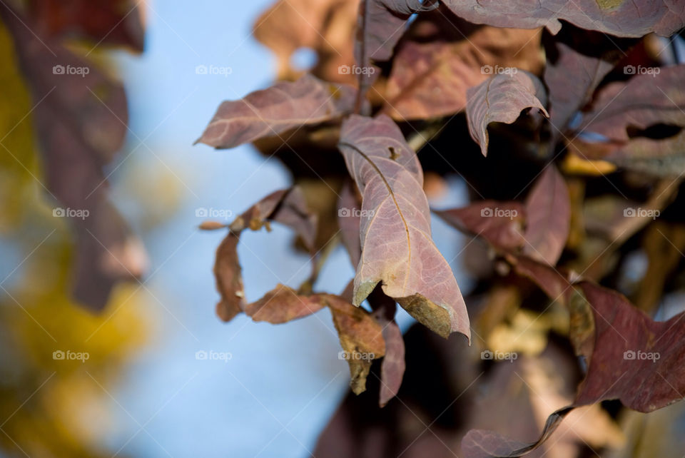 tree sunny leaf fall by jbdc