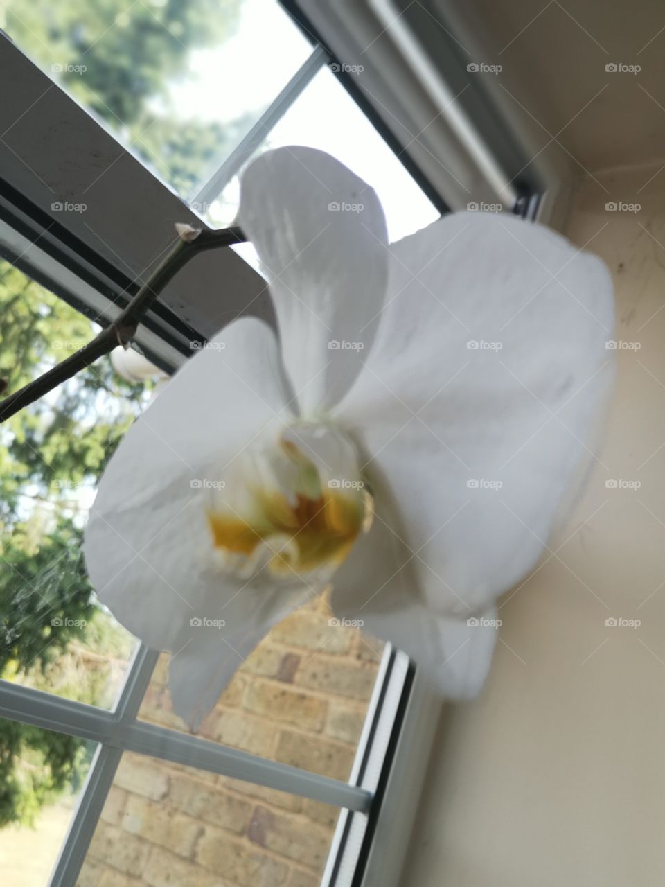 Indoor flowers, orchid bloom