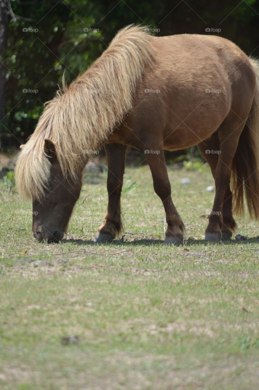 mini-horse