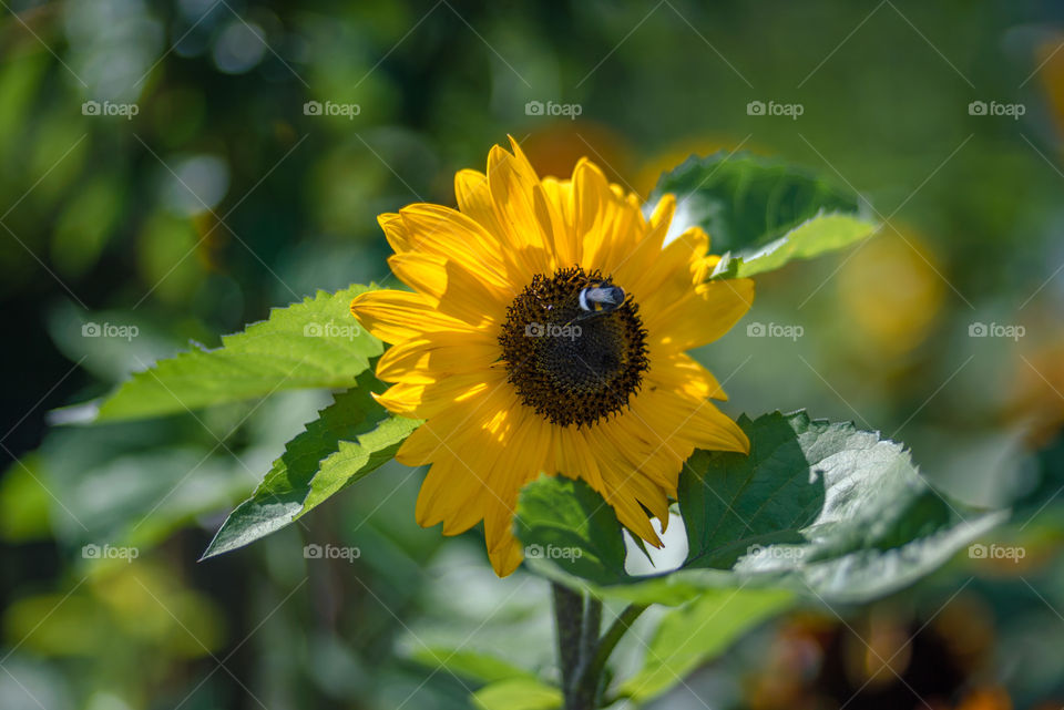 sunfllosunflowers bees and bumblebees