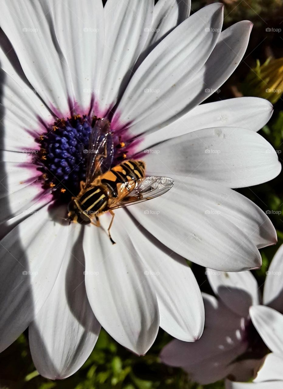 closeup of white osteospermum  and a bee