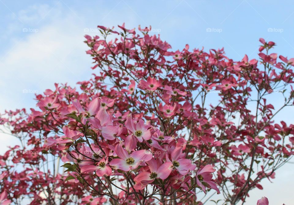 Close up of Cornus kousa, china girl,  beautiful pink flowers under a blue sky.  Springtime