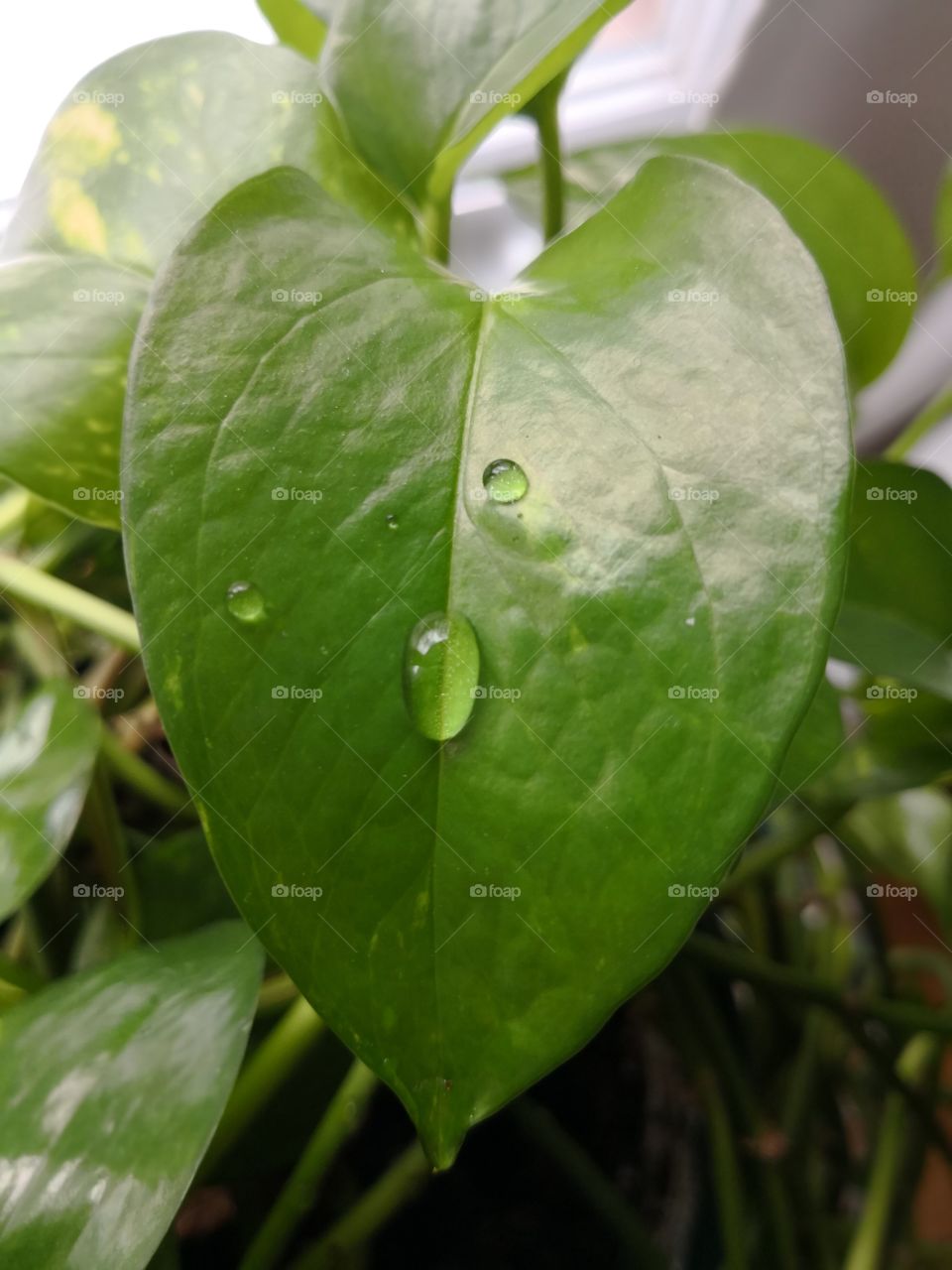 A money tree leaf sits in a window after being watered