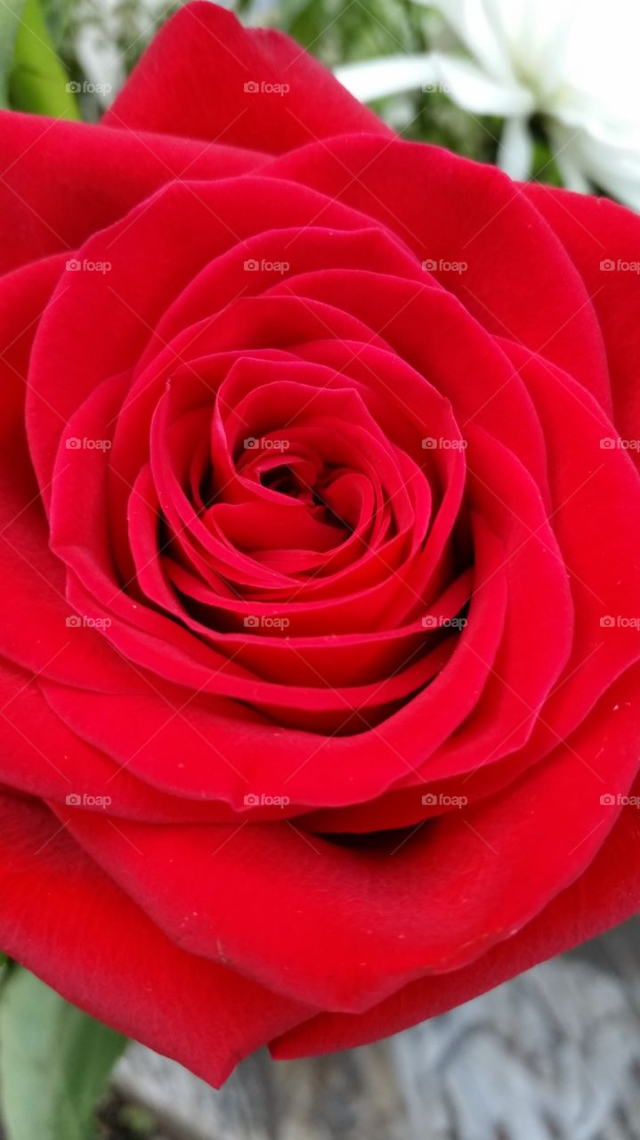 closeup of lush red rose