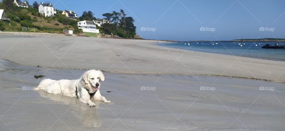 On a heavenly beach with sunny weather, my dog, a golden retriever, lies on the white sand and looks at his reflection in a puddle near the sea.