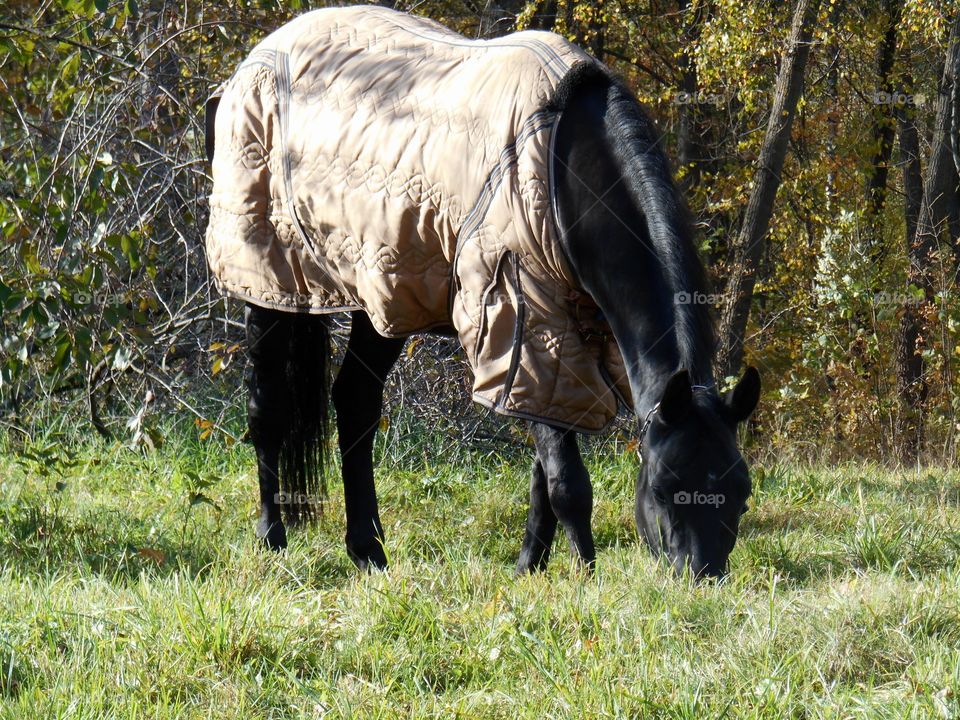 Mammal, Animal, Grass, Nature, Wildlife