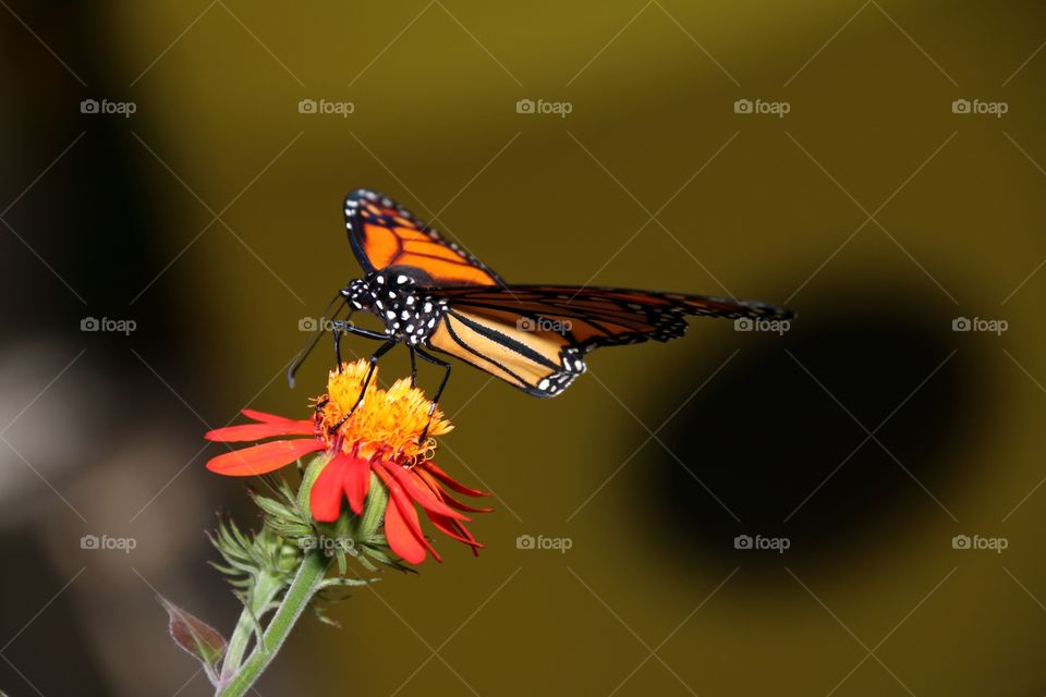 Side profile closeup view monarch butterfly full wing spread feeding on orange tropical flower 