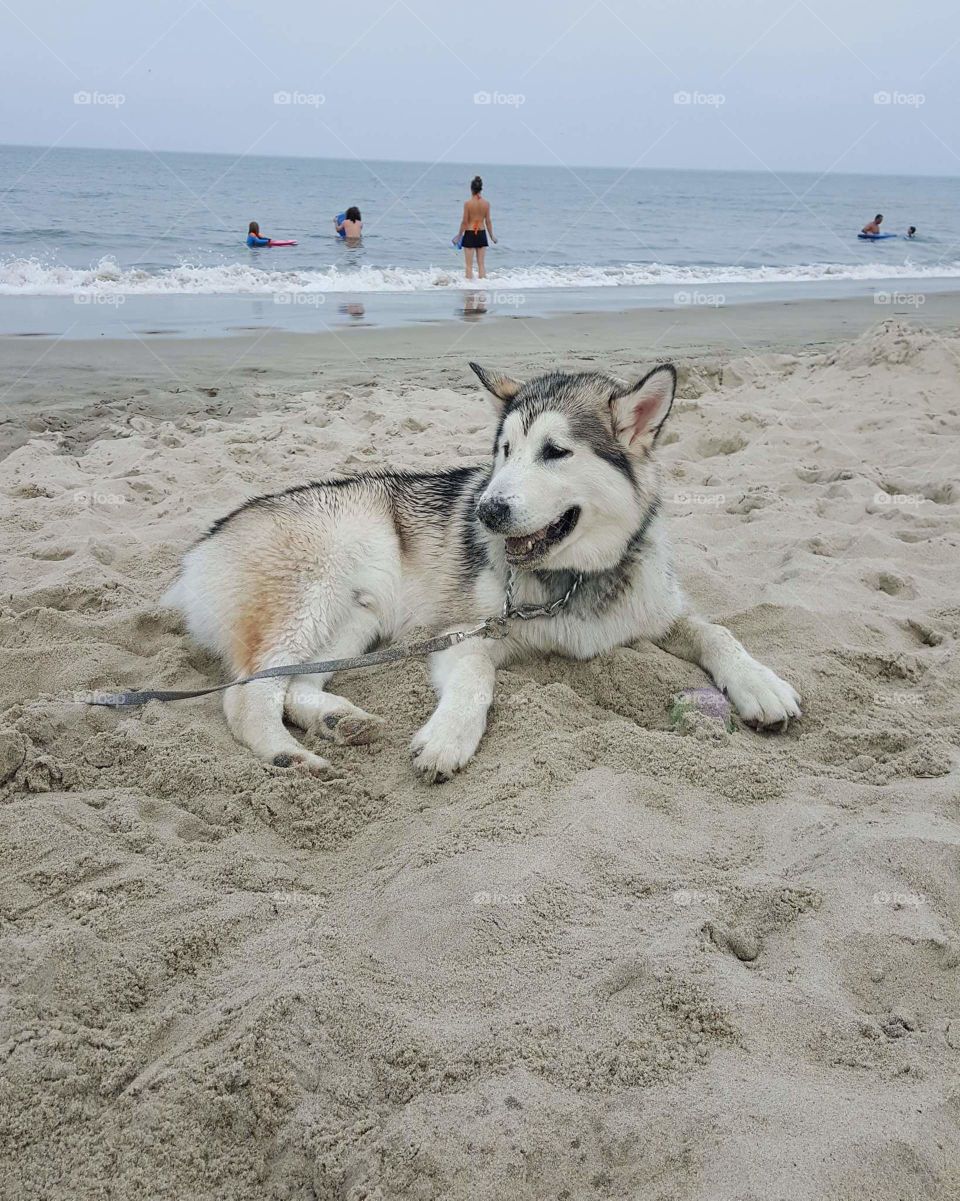 Doggie on the beach