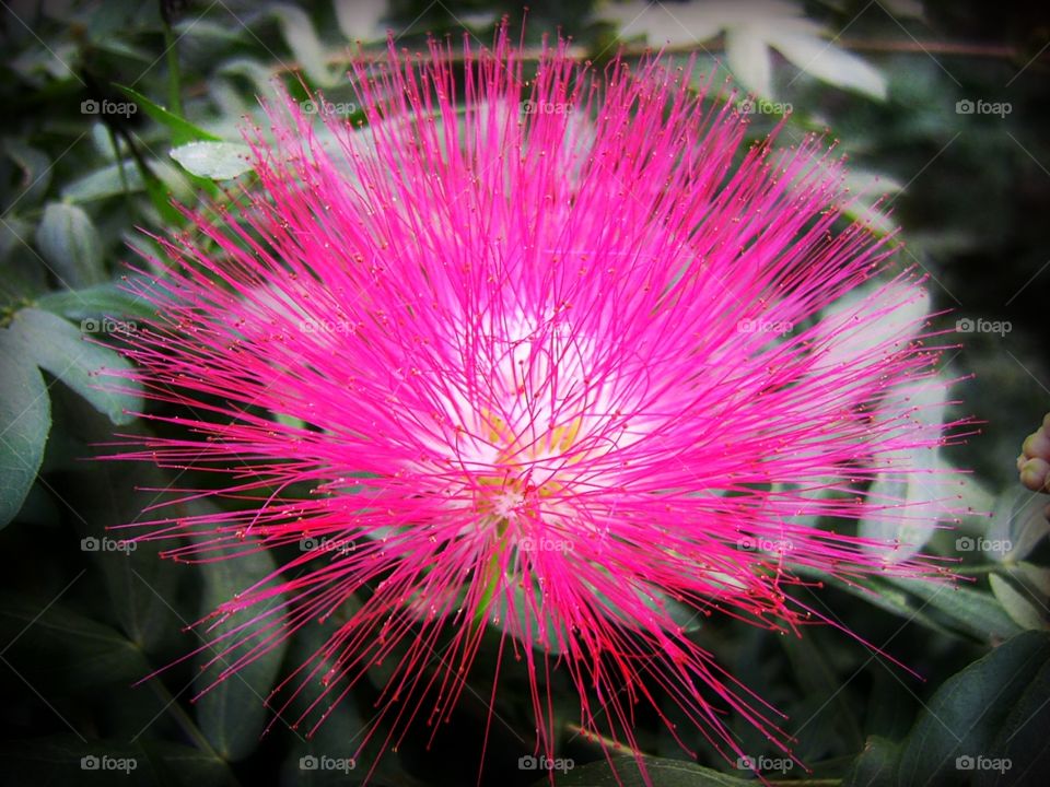 pink flower