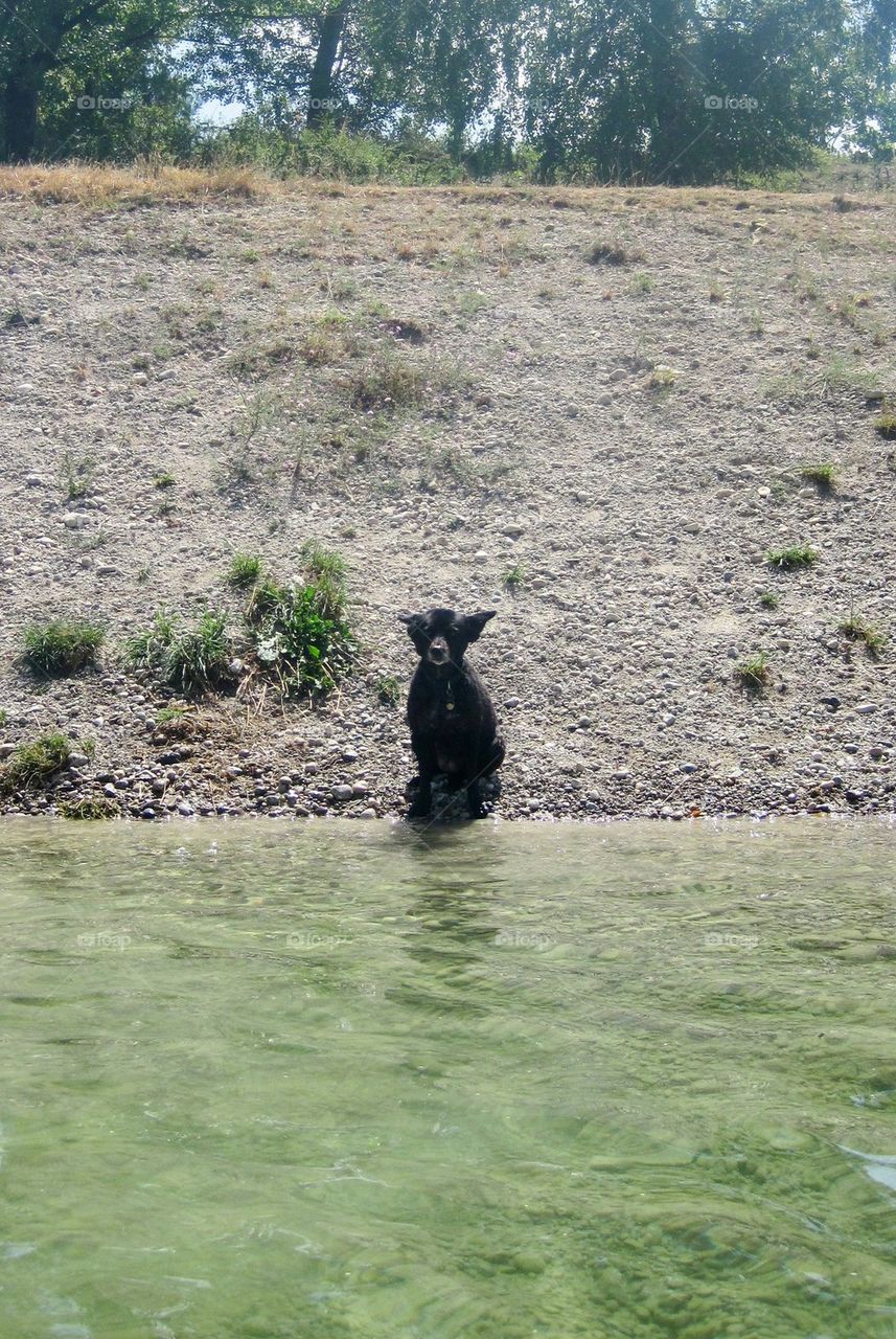 Lonely dog