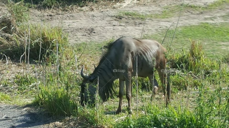 A wildebeest searches for food among the grass at Animal Kingdom at the Walt Disney World Resort in Orlando, Florida.