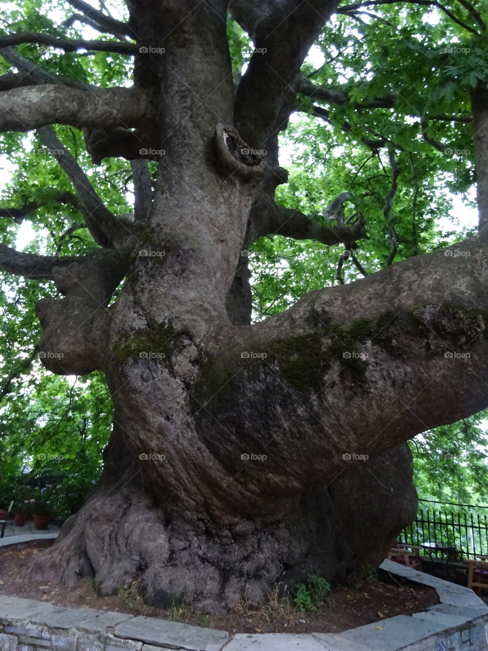 old tree