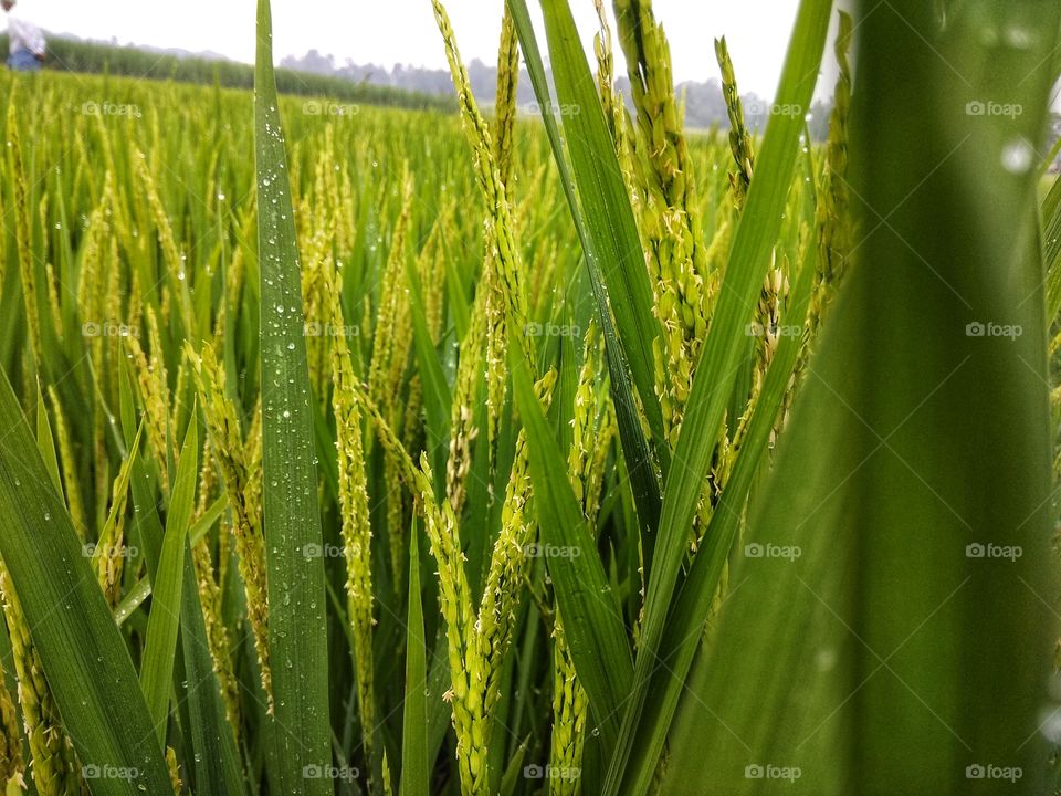 paddy fields