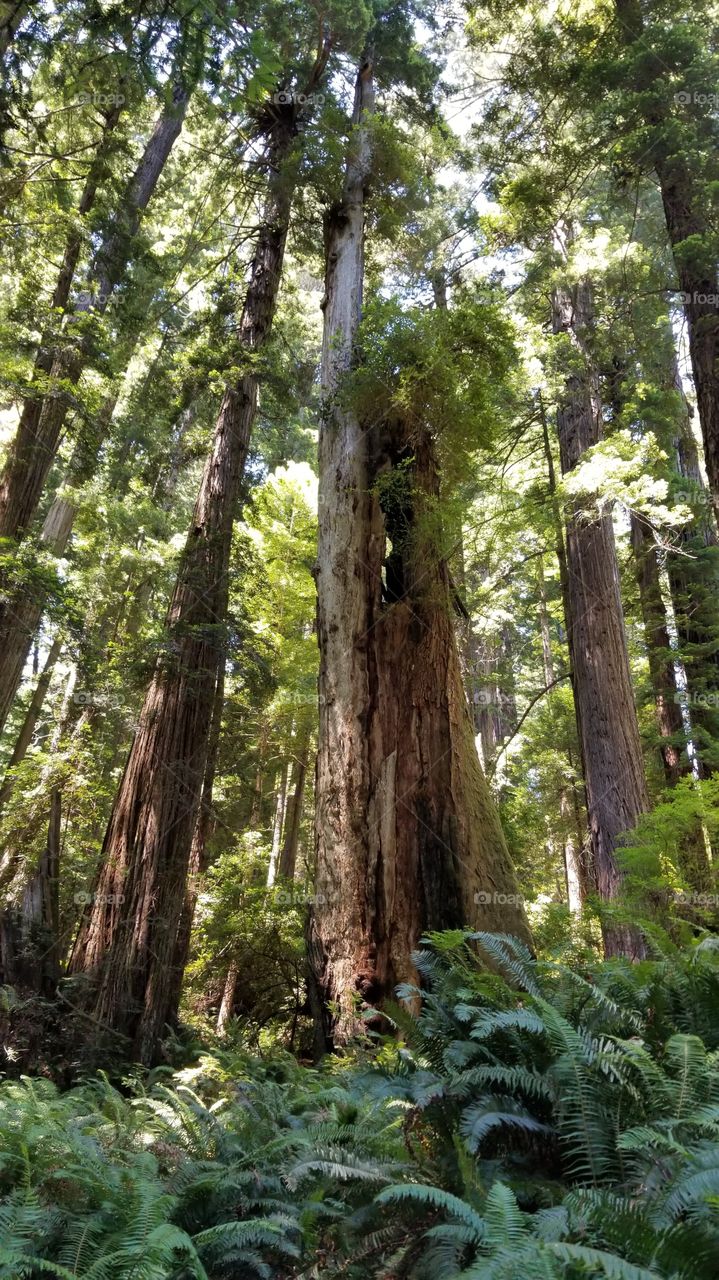 Northern California redwoods