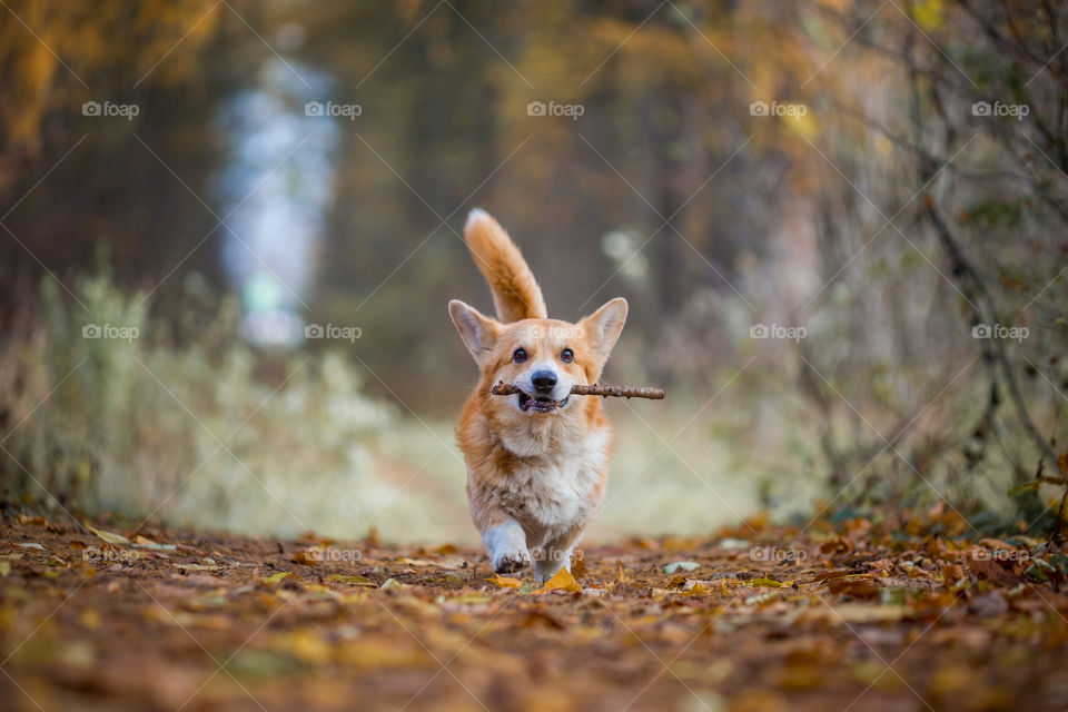 Welsh corgi pembroke in autumn park. corgi, welsh, pembroke, Welsh corgi pembroke, autumn ,park , dog, pet, outdoor 