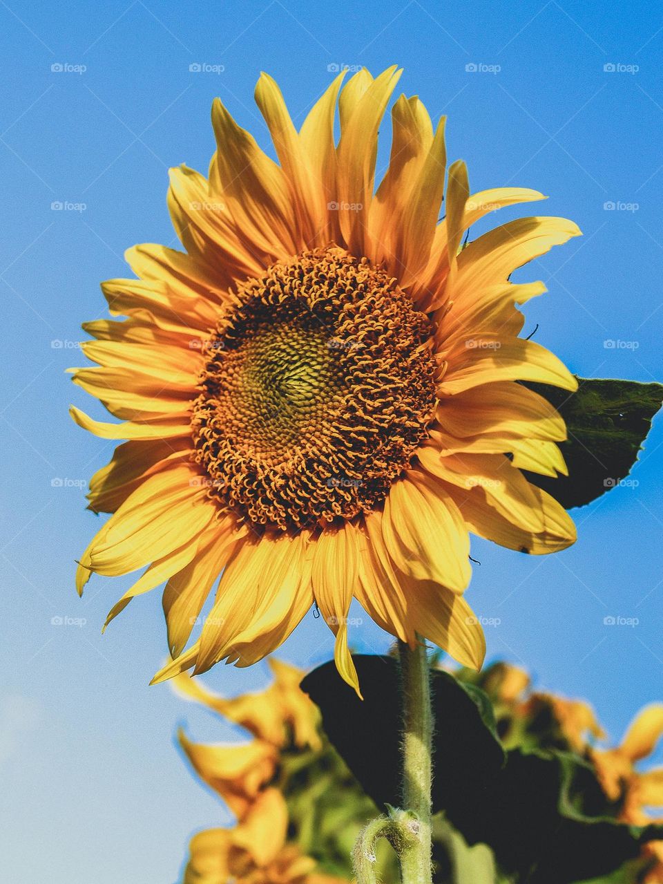 sunflower