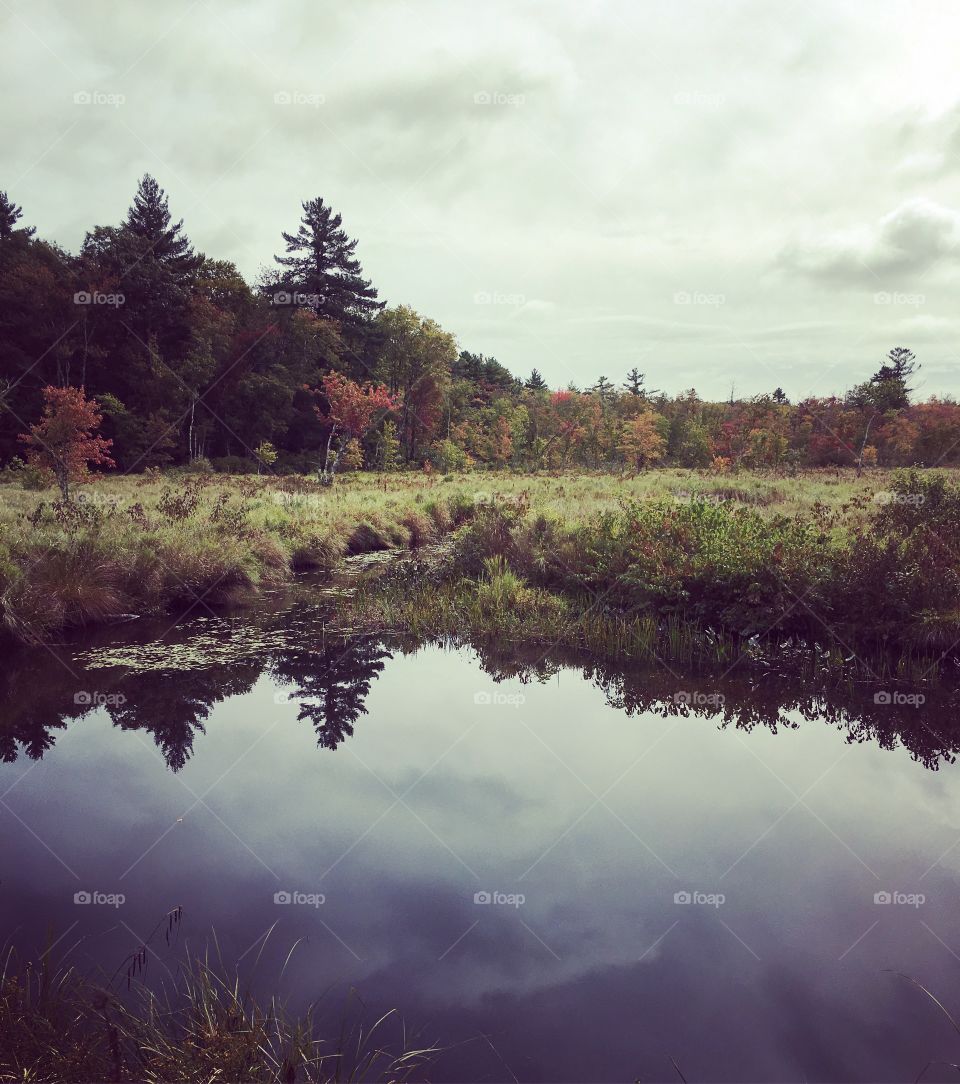 Water and tree