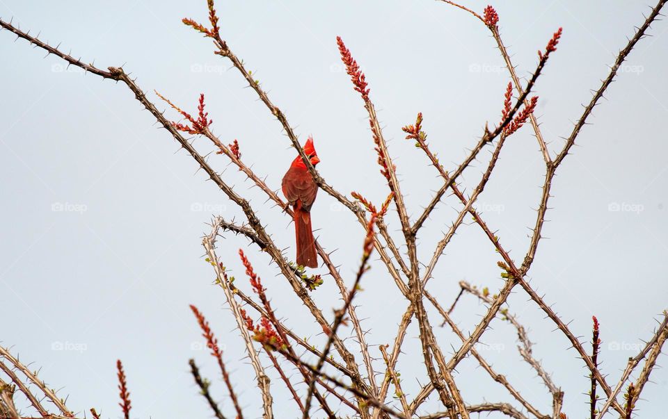 Male cardinal perched on ocotillo 