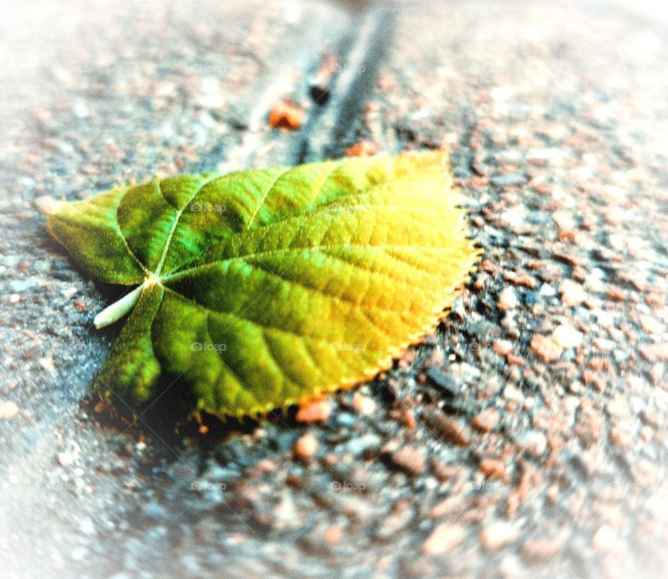 Leaf in the street, playing with lights