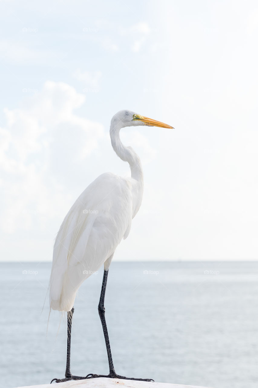 Portrait of one beautiful white egret from the side, standing by the ocean looking at the horizon 