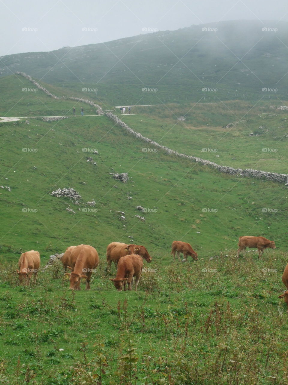 cows grazing in the mountains