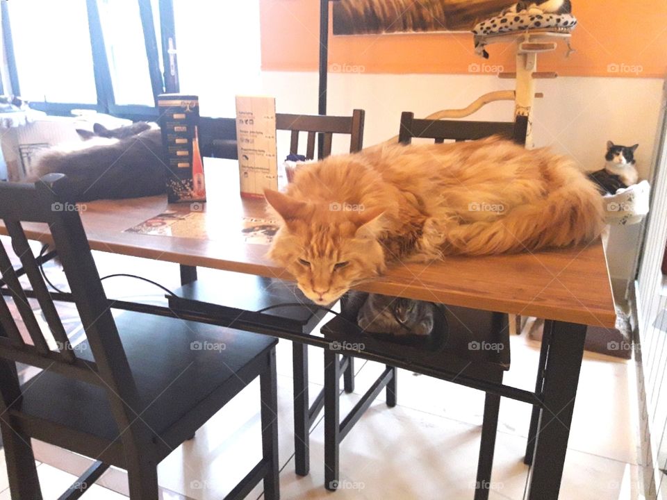 ginger cat laying on table in cat cafe